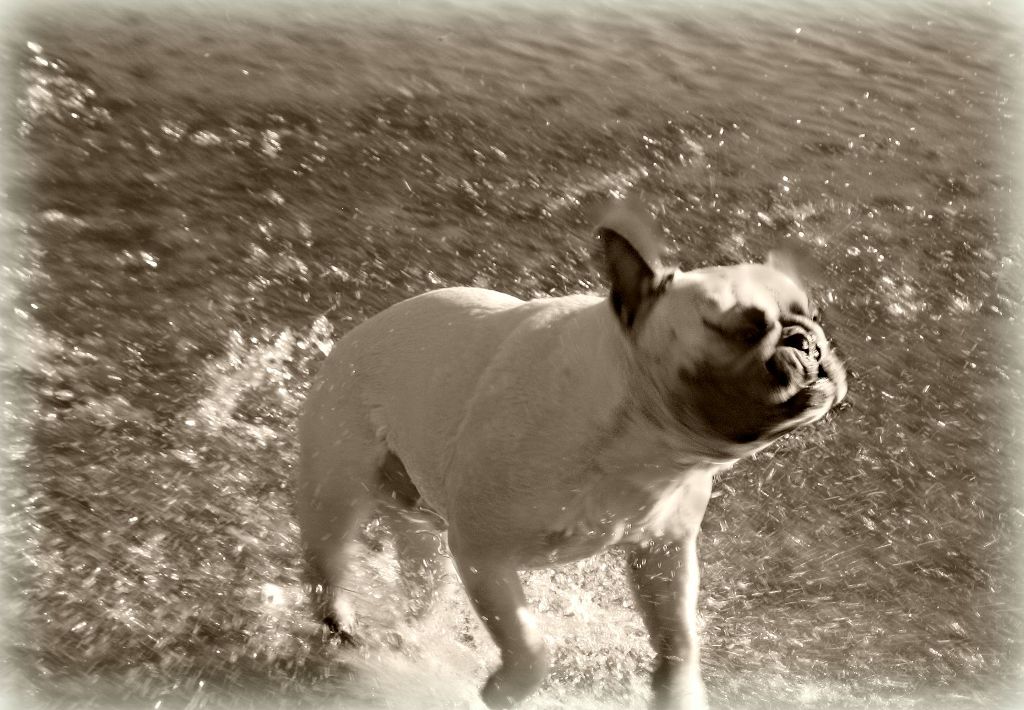 ozzy*